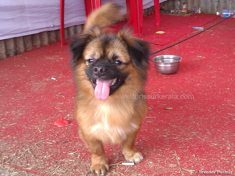 tibetan spaniel copy